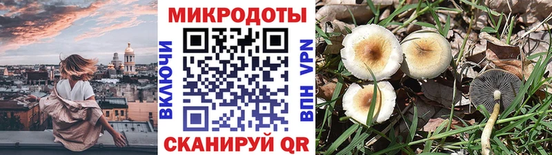 что такое наркотик  Спас-Деменск  Галлюциногенные грибы Psilocybe 